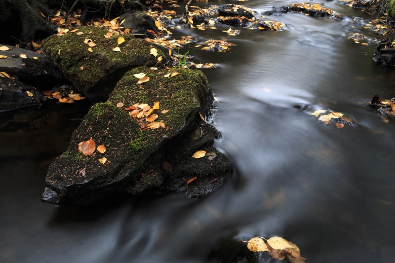 solid, tree, 2K, no people, river, colorful, rock - object, newfoundland and labrador, leaf, plant, peaceful, green, background, peace, land, golden, selective focus