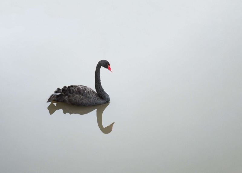 red beak, birds, animals, copy space, one animal, neck, waterfront, grace, no people, animal themes, side view, water, swan, animal, pond, animals in the wild