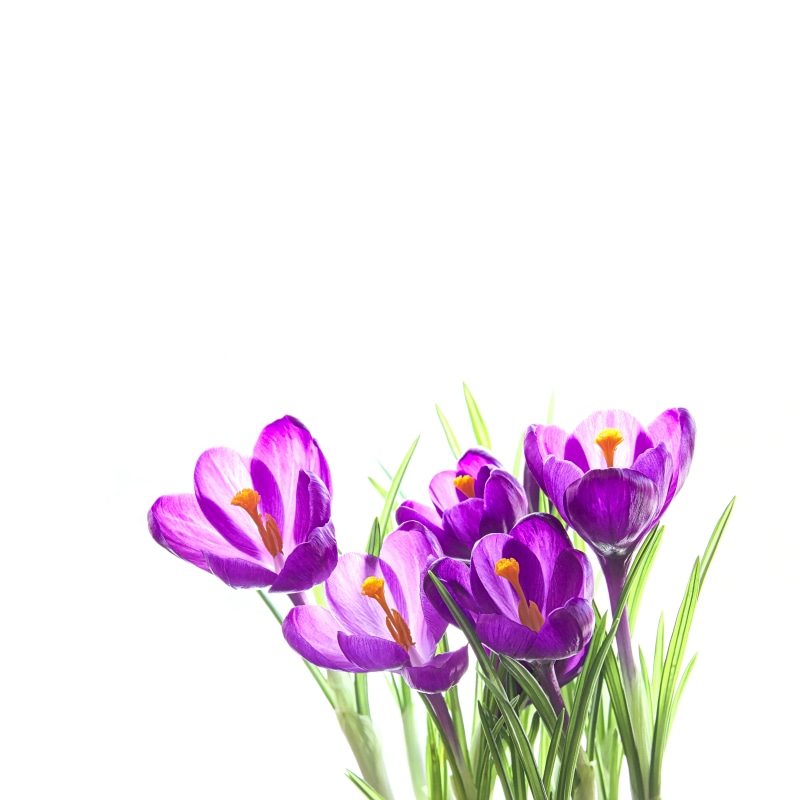 decoration, flowers, closeup, bouquet, spring, freshness, closeup photography, petal, background, plant, square, flower Head, pink Color, Crocus, springtime