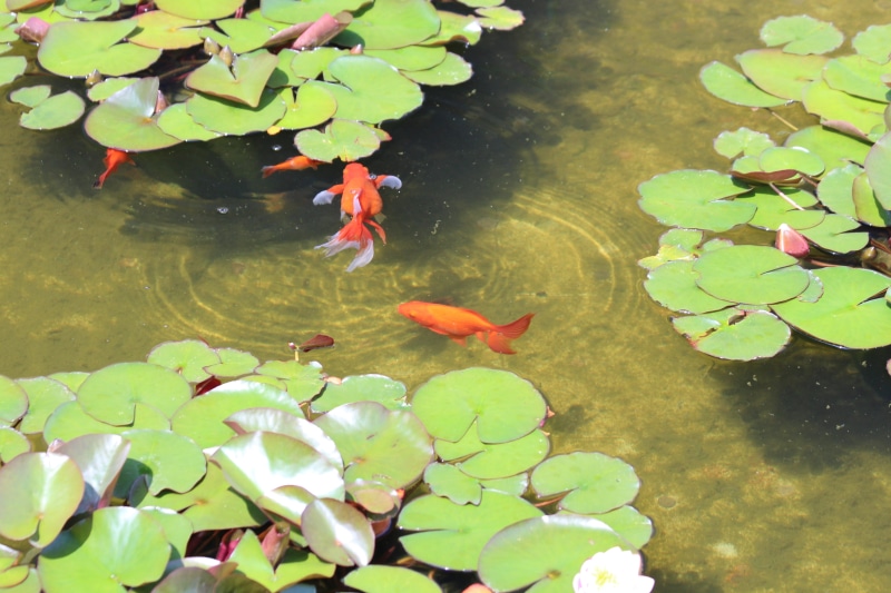 goldfish, animal themes, plant part, outdoors, marine, no people, animal wildlife, body of water, red, living nature, nature, high angle view, lake, day