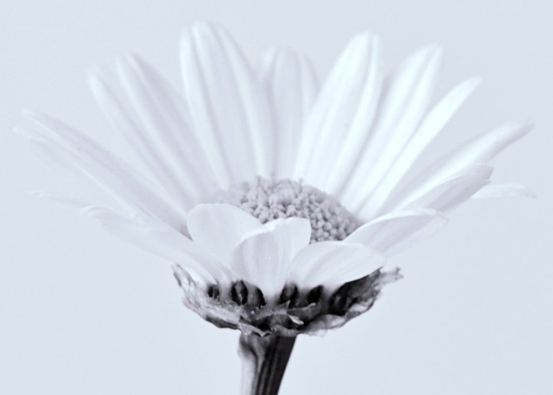 petal, closeup, daisy, flower Head, nature, white, photo, petaled, close-up, White  flower, White Flower, 480P, flower, flowers, plant