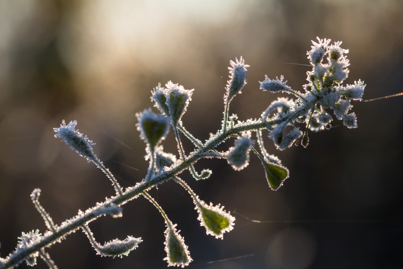 frozen, snow, aperture, backgrounds, cold, iso_speed, focal_length, city, geo, makro, macro, close-up, canon eos, camera, natur, Frosty, geo:location, plant