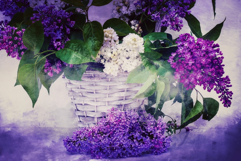 vulnerability, decorative, lilac, petal, plant, still life, petaled, ornamental shrub, flower basket, flower arrangement, purple, beauty in nature, flower head