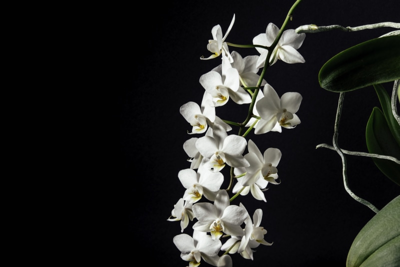 vulnerability, white, single Flower, bouquet, macro, orchid, indoors, white moth, dark, black Background, botany, close-up, freshness, blossom, branch