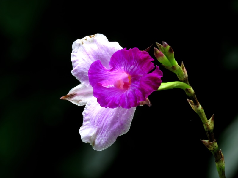 two, no people, black, Pink, color, Nature, Flower, growth, vulnerability, selective, botanical, petaled, green, natural, focus, focus on foreground, blossom