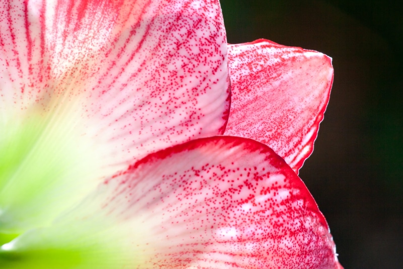 70-200mm, lily, III, canon 30D, flower, Amaryllis, pink Color, Matthaei Botanical Gardens, nature, flower Head, closeup, photo, Lily flower, EXPLORED, extension tube