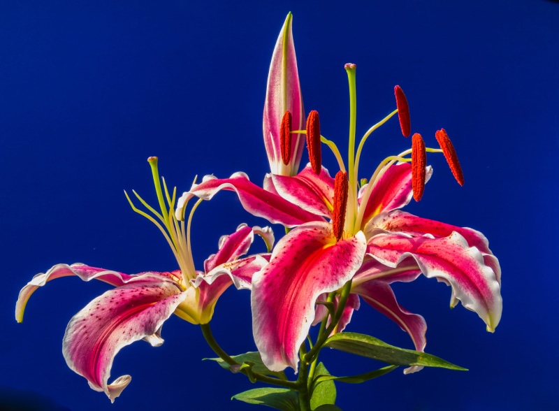 blue background, bloom, pollen, no people, petal, studio shot, photography, 4K, summer, fragility, plant, closeup, multi Colored, blue, pink Color, beauty In Nature