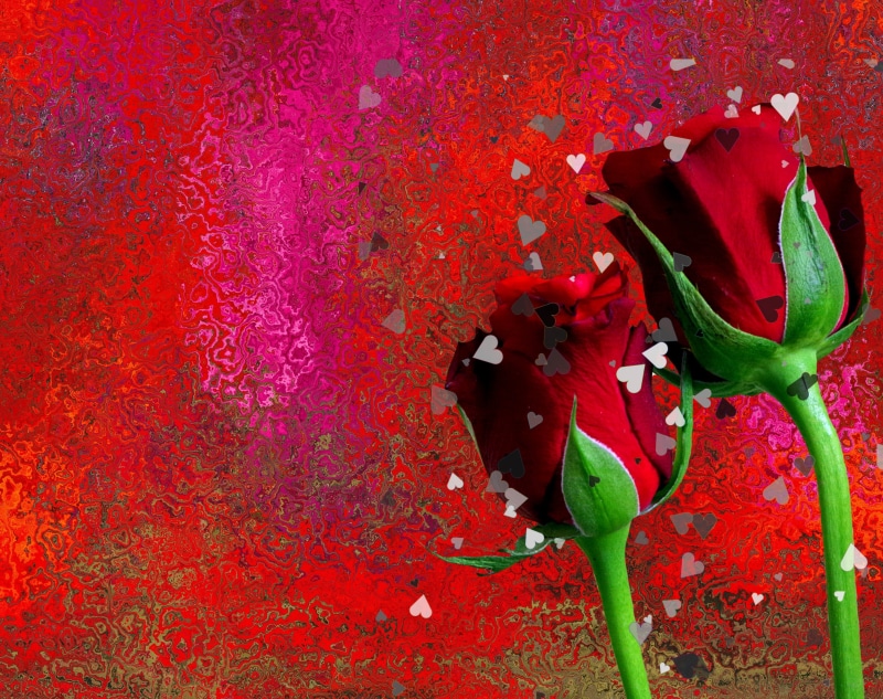 flower Head, freshness, romance, Roses, Red, day, plant part, plant, bouquet, beauty In Nature, flora, flower, outdoors, rose bloom, garden, Romantic, valentines day