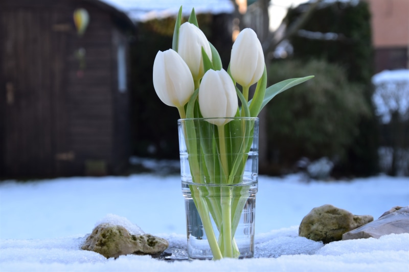 glass, experimental, no people, floral, flower bouquet, flower head, day, flowering plant, vulnerability, growth, plant, focus on foreground, white color