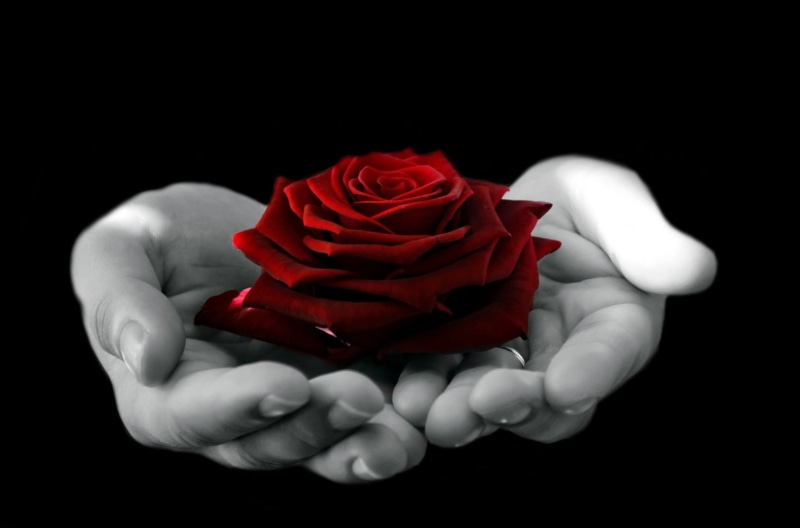 person, plant, black background, season, finger, beauty, woman, one person, man, rose, palm, flowering plant, valentines day - holiday, rose - flower, hands