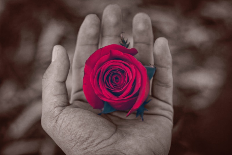 symbol, day, Contrast, Nature, close, holding, freshness, 5K, human body part, beauty in nature, vulnerability, flower, valentines Day - Holiday, painted