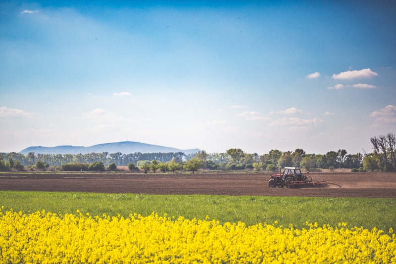 flower, moravia, fields, no people, land, tranquil scene, non-Urban Scene, rural Scene, growth, agriculture, springtime, yellow, room for text, 4K, farm