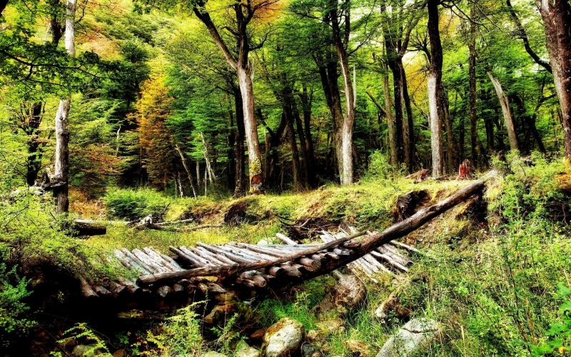 plant, old bridge, land, tranquility, broken, no people, tree, growth, Chile, Patagonia, landscape, shrubs, tree trunk, green, tranquil scene, woodland