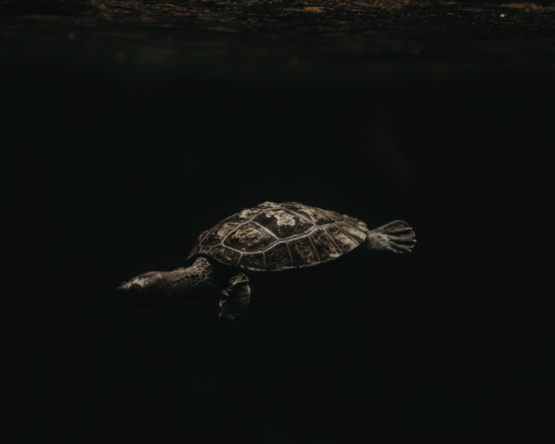 4K, animal shell, turtle, reptile, close-up, full length, copy space, animal themes, marine, indoors, animals in the wild, no people, animal, underwater