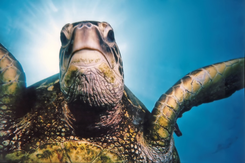 turtle, underwater, beneath, animal, water, photography, reptile, 1080P, Perfect, Tripod, Photographer, underwater photography, Green Sea Turtle, oahu