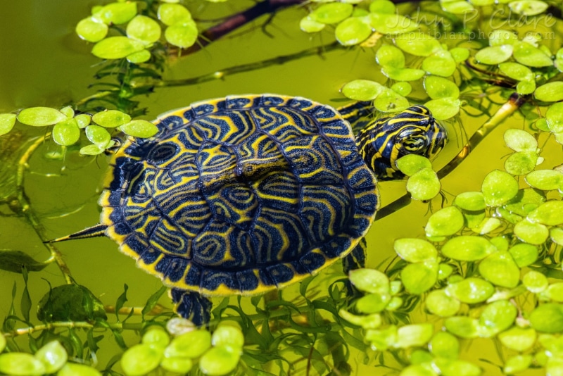 one animal, nature, plant part, no people, reptile, green color, animal themes, close-up, animal, vertebrate, leaf, reptiles, animal wildlife, day, lake
