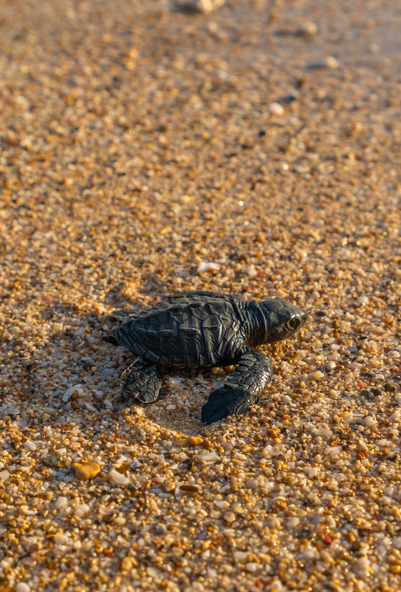 clam, vertebrate, seashore, marine, reptile, nature, outdoors, turtle, invertebrate, baby, one animal, sea life, animal themes, sea, black, palawan, sand