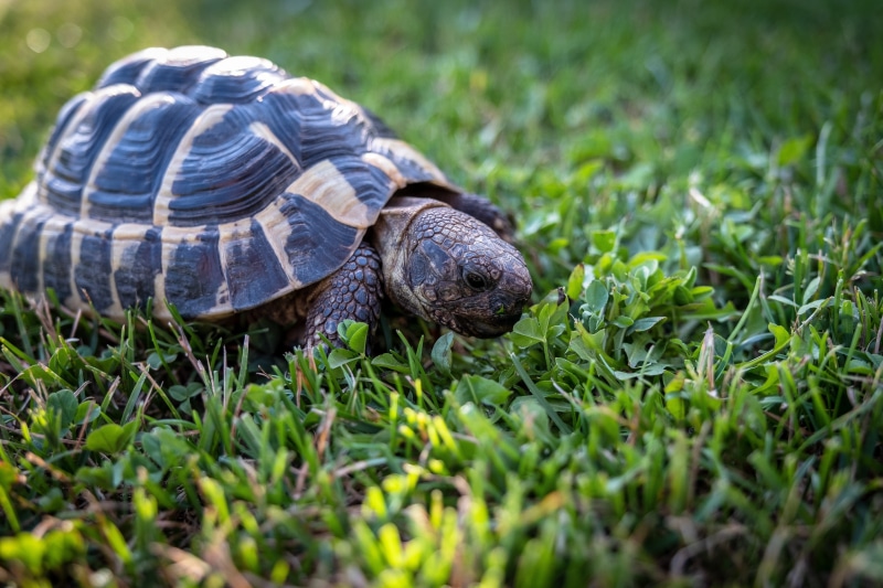 feeding, slowly, selective focus, nature, tortoise, green color, 5K ...