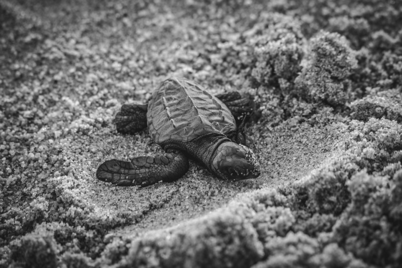 sea turtle, baby animal, solid, beach, hatchling, turtle, marine, selective, black and white, selective focus, one animal, focus, land, animals in the wild