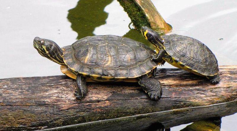 reptiles, water, animal shell, animals in the wild, day, reptile, tortoise shell, turtle, one animal, lake, 1080P, turtles, zoo, wood - material, marine