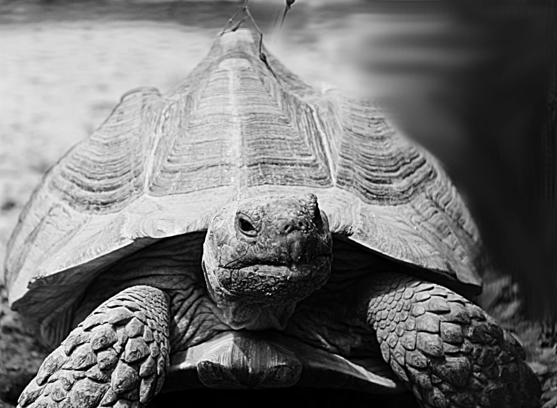 animal Shell, close-up, focus on foreground, animal, zoo, animal themes, water, vertebrate, mouth open, no people, animal wildlife, 2K, animals in the wild