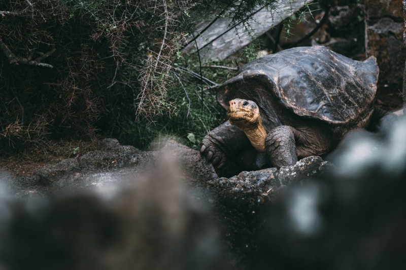 reptile, outdoor, plant, vacations, land, dark, zoo, monkey, day, tortoise, ecuador, wild, one animal, black, outdoors, sea life, mammal, brown, island