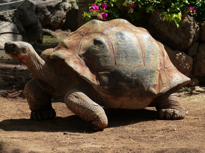 sunlight, creature, field, close-up, zoo, 4K, armored, nature, shell, panzer, animal themes, land, turtle, geochelone sulcata, stone, rock - object, giant tortoise