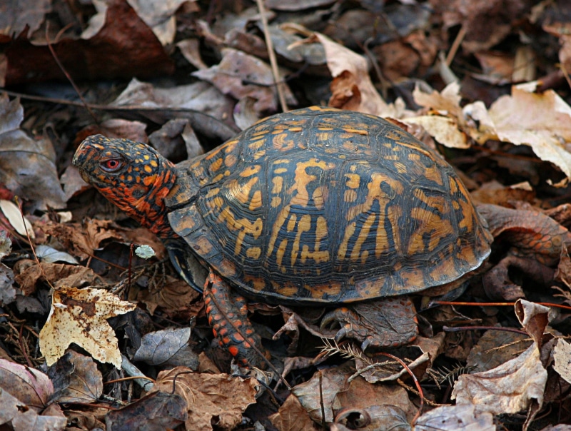 slow, land turtle, nature, aggression, crawl, outdoors, 1080P, box, terrapene, vertebrate, full length, leaf, no people, land, animals in the wild, animal wildlife