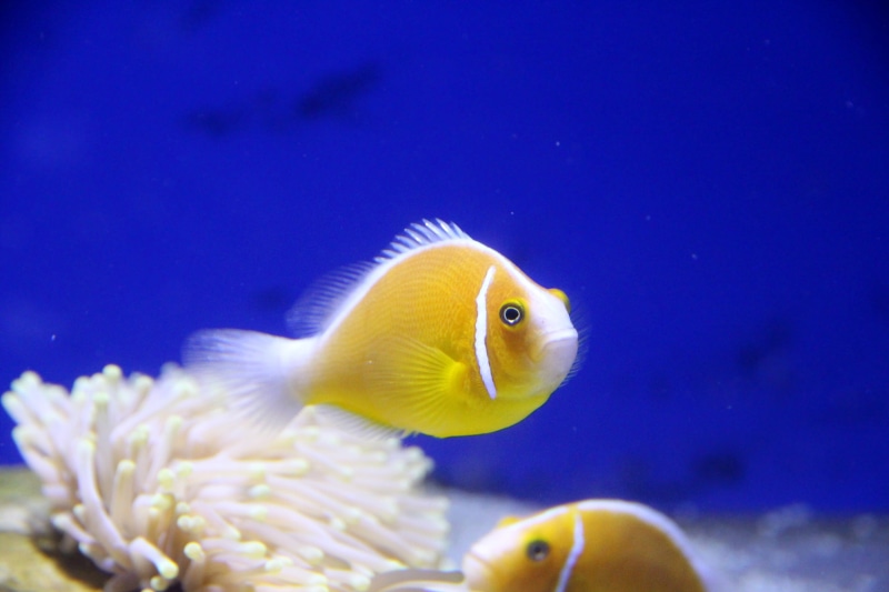 sea life, animals, close-up, amfiprion, vertebrate, pink clown, animals in the wild, yellow, undersea world, animal, blue, animal wildlife, clown fish