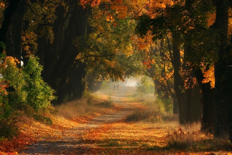 october, daytime, forest, colors, the way forward, land, landscape, 480P, sunset, nature, autumn collection, vibrant Color, woodland, plant, light - Natural Phenomenon