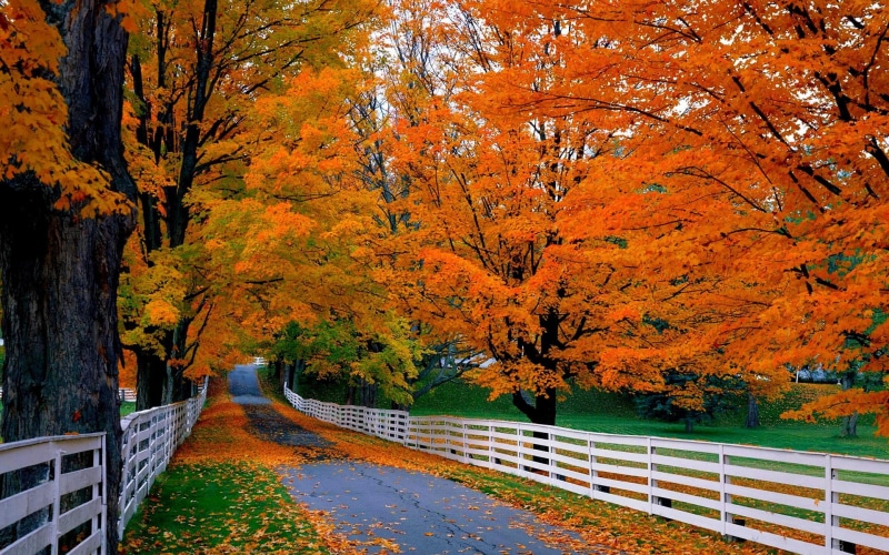 Red, wooden, Leaves, Wood, Grass, Road, Fence, 1080P, Trees, Autumn, white