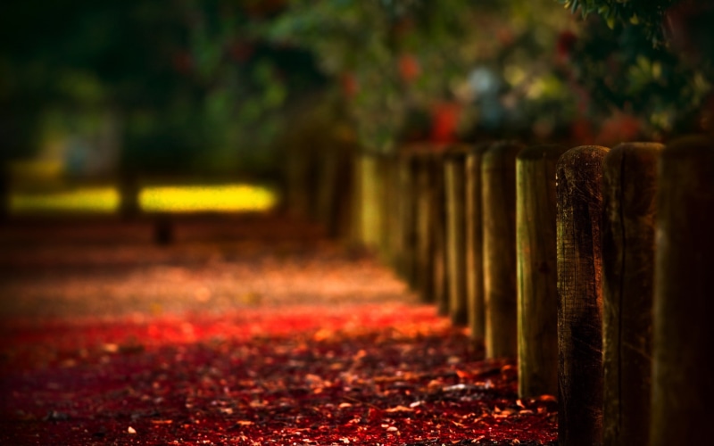 wood, tranquil scene, bokeh, nature, path, plant, outdoors, the way forward, no people, tree, fall, direction, fence, photography, selective focus, red
