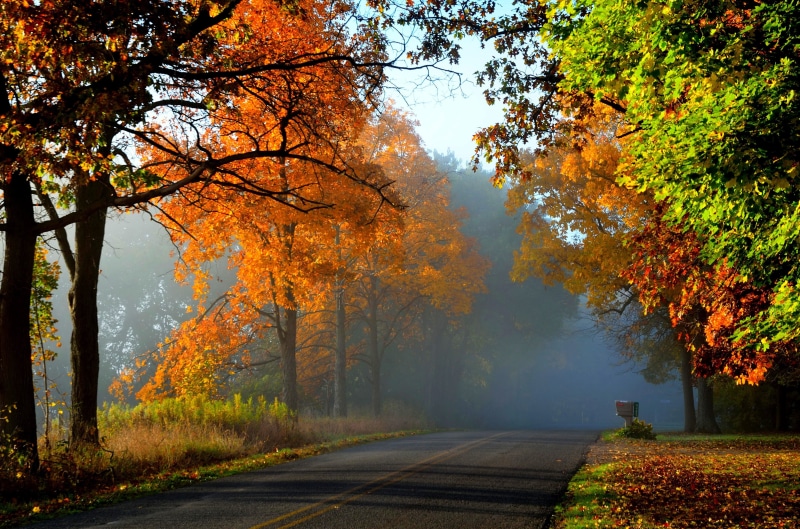 nature, walk, PATH, colors, 4K, road, colorful, leaves, park, forest, Autumn, fall, trees
