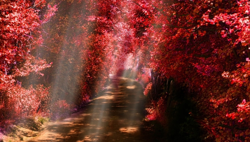 tranquility, 1080P, sunlight, fall, shrubs, direction, forest, environment, scenics - nature, road, tree, dirt road, outdoors, change, plant, leaves, autumn