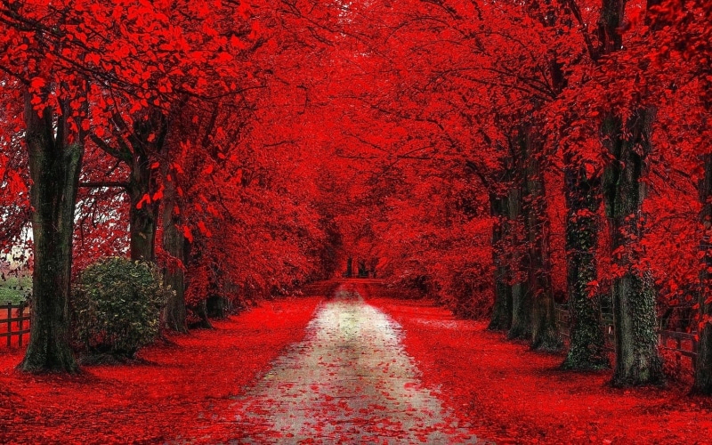 dirt road, trees, red, fall, 720P, path, leaves