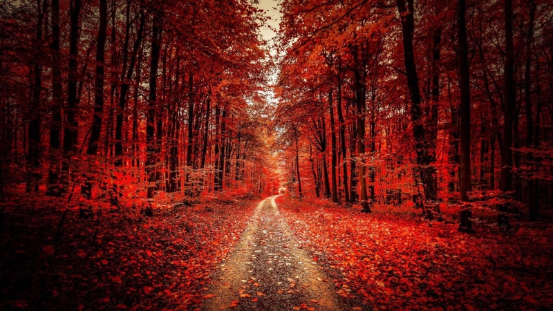 non-urban scene, nature, outdoors, tranquility, dirt road, scenics - nature, plant, forest path, deciduous, orange color, land, footpath, direction, woods