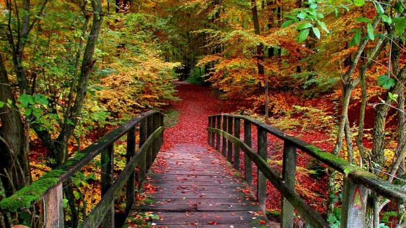 wood, leaves, colorful, tree, 1080P, wooden, leaf, autumn, fall, nature, daytime, forest, woodland, path, vegetation, bridge
