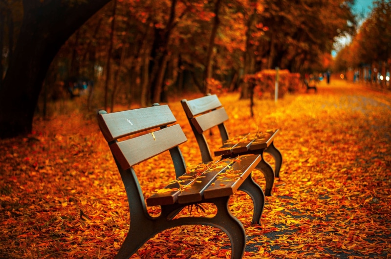 autumn, day, focus on foreground, table, path, nature, bench, park bench, tree, wood - material, park, absence, fall, no people, plant, chair, leaves, leaf