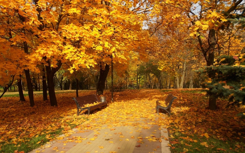 park, path, trees, forest, leaves, 2K, splendor, colors, road, fall, walk, colorful, autumn, nature, autum