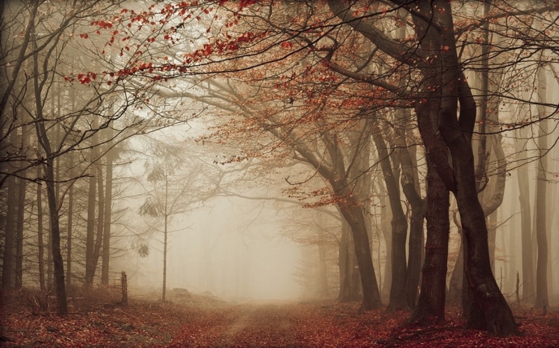 trees, tranquil scene, tree canopy, 480P, non-urban scene, environment, mist, leaves, autumn collection, autumn, red, branch, scenics - nature, no people