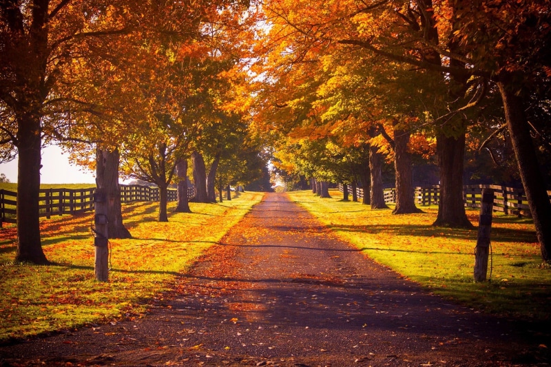 leaves, leave, Park, brown, walk, path, road, green, fall, colors, nature, forest, autumn, colorful, 1080P, trees