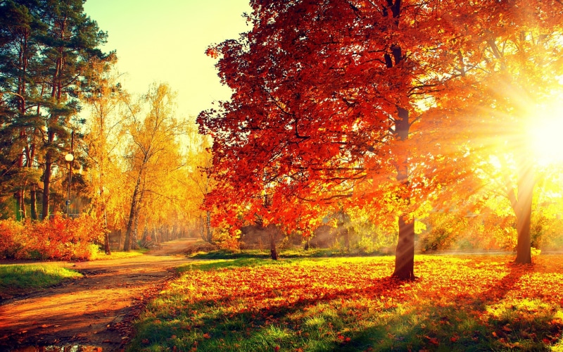 park, walk, leaves, trees, Autumn, Nature, road, colorful, forest, PATH, 2K, colors, fall