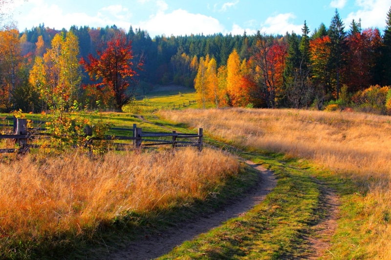trees, pathway, PATH, green, Autumn, road, grass, park, fall, walk, leaves, colorful, brown, mountains, 1080P, Nature, forest, colors