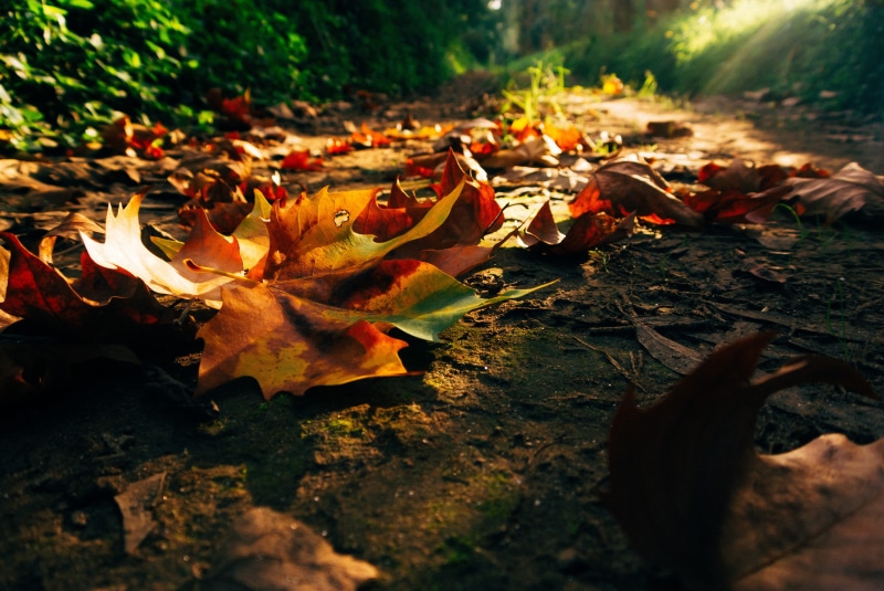 fall, walk, forest, trees, colors, Sunset, sunrise, Autumn, colorful, park, 4K, road, leaves, PATH, Nature