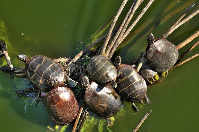 shell, plant, outdoors, animal themes, Wildlife, wild, Reptiles, tortoise, macro, pond, Painted Turtles, water, animal, close-up, insect, one animal, reptile