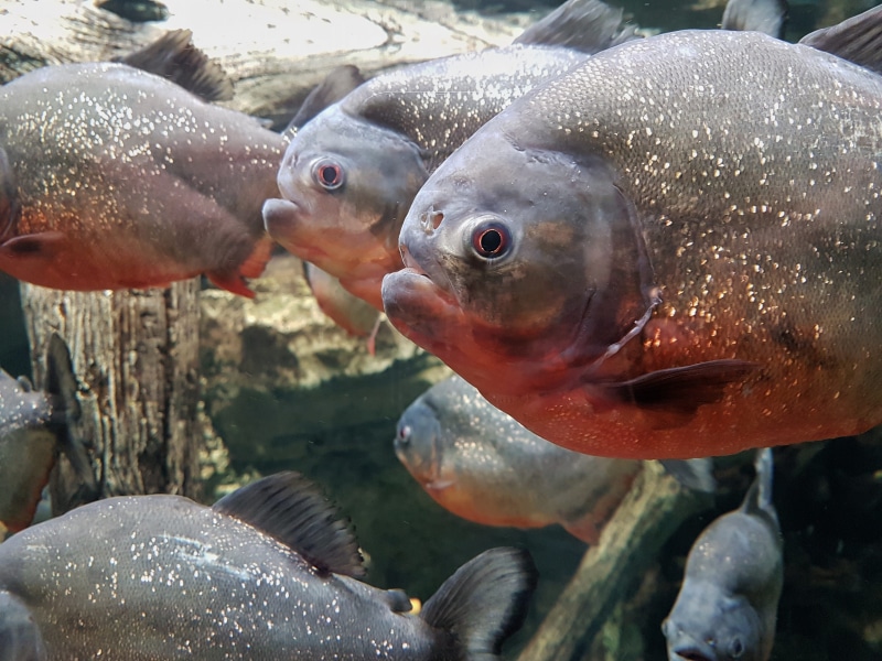 tropical, teeth, group of animals, profile, black, fish, day, shot, sea life, portrait, swimming, side, sea, transparent, american, no one, frame, animal themes