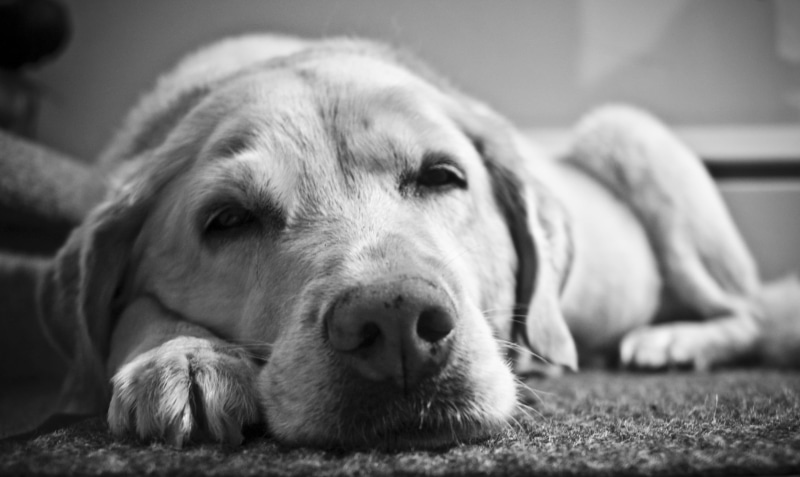 domestic Animals, animal, chien, black  white, puppy, photo, lying Down, canine, labrador, Labrador Retriever, cute, dog, mammal, 2K, retriever, purebred Dog
