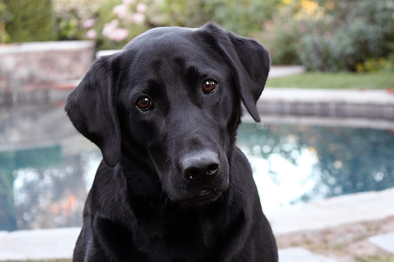 animal body part, pets, no people, snout, mammal, black color, canine, pedigree, purebred, pup, pet, looking at camera, animal, labrador retriever, black labrador