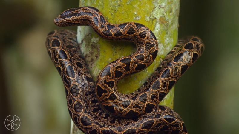 day, serpent, red, focus on foreground, animal themes, snake, animal body part, animal, green, no people, brown, reptiles, 720P, one animal, outdoors