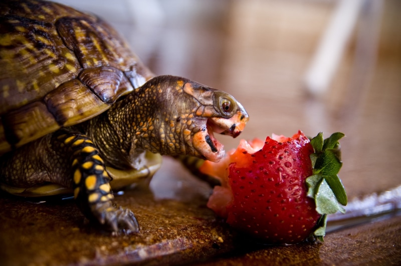 reptiles, 2K, turtle, animals, fruit, reptile, strawberries